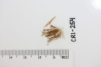 Media type: image;   Invertebrate Zoology CRI-254 Description: Preserved specimen.;